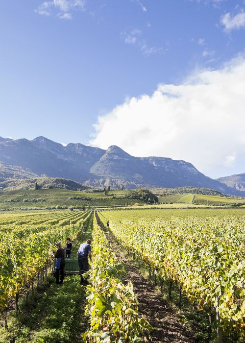 Wine & Dine Event 